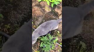 Garden Cat Boss