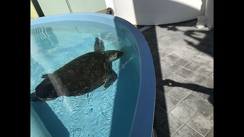 Sea turtles have a hard knock life. Rescue center makes it better