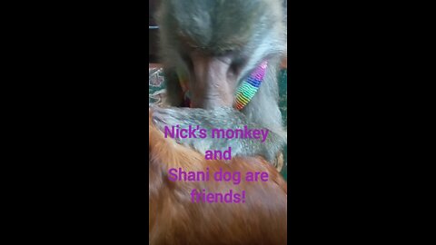 Nika monkey and Shani dog are friends!