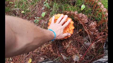 POV Central Minnesota Mushroom Foraging and Hiking with Dog