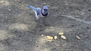 Blue Jay grab and go 2