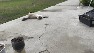 Cat visited my backyard