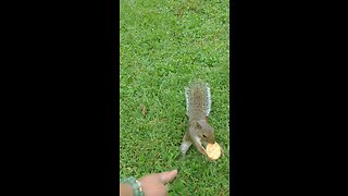 Funny and cute squirrel 🐿️,Mika The Squirrel 🐿️😍❤️‼️