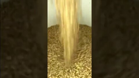 The SATISFYING SOUND of Pouring Hard White Wheat Berries into a Bucket 🌾 🫠 #shorts #viral #tiktok