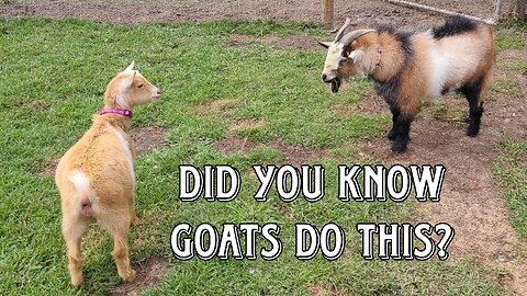 WHOA Did you know goats DO THIS?? 😂