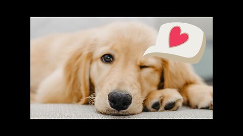 Cute Pets Doing Funny Things (Funny Animal Videos) | Pet Videos That Make You Laugh in 2023