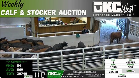 10/24/2023 - OKC West Calf and Stocker Auction