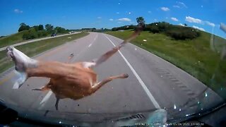 Hitting a deer at High Speed