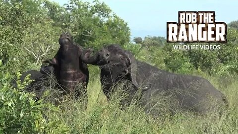 Buffalo Bulls Fighting In Long Grass | African Safari Sighting