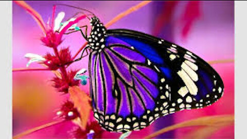 Butterfly Hichem