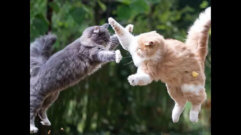 Cat fight to death