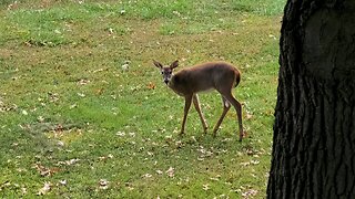 Acorns to tasty