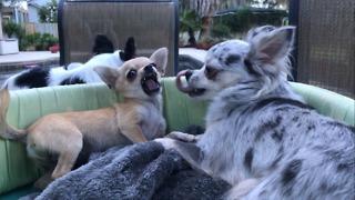 Tiny chihuahua is fierce wrestler