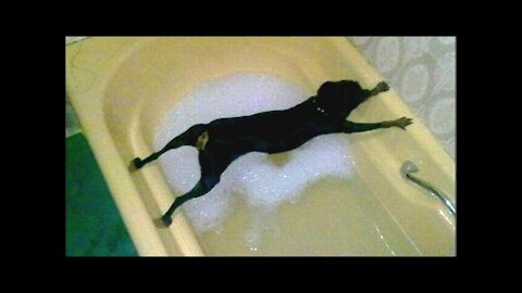 WATCH THESE DOGS GO CRAZY - Dogs just don't want to bath (REALLY FUNNY)