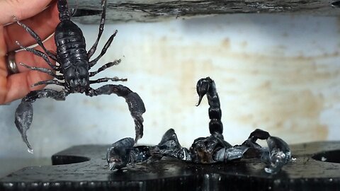Real Venomous Giant Scorpion Crushed By Hydraulic Press