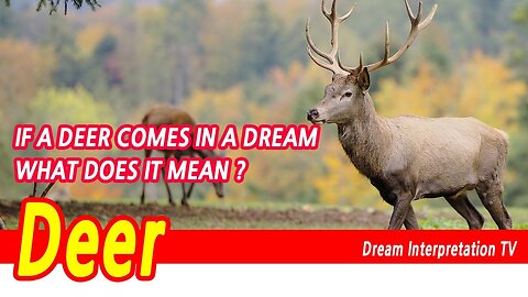 Deer dream sequence, deer dream, Deer in your dreams, Deer dreams