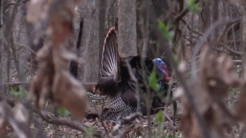 Bowhunting Turkey I No Blind I 10 Yards I Self-Filmed