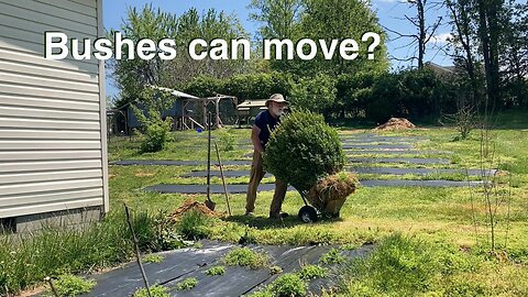 Repurpose Bushes to Make Room for Food