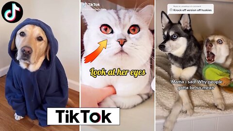 Cute and Funny Animal Tik Toks to Brighten Up your Day???? ~ Funny Part 5