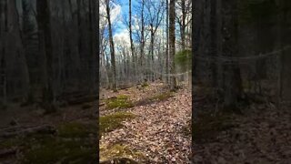 Birds chirping in a forest in Canada