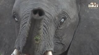 Elephant Herd With Rare Blue-Eyed Youngster Chase Hyenas