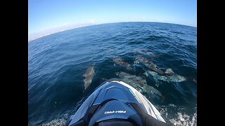Sea-doo and Dolphins in the Gulf of Mexico