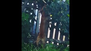 Dog vs tree