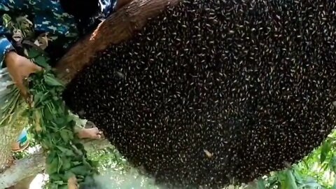 A Viral Video of Someone Collecting Honey From a Bee