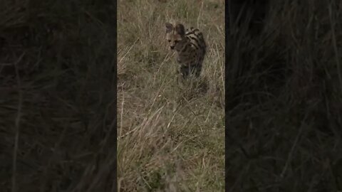 Rare footage of Serval Cat Hunting in Masai Mara!🤔#shorts #safari #travel #travelling