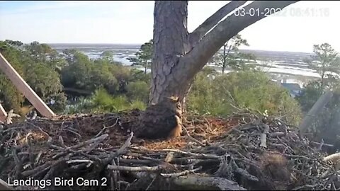 A Morning Owlet Sneak Peek 🦉 3/1/22 08:40