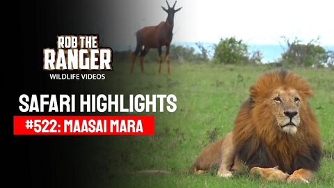 Safari Highlights #522: 10 & 11 June 2019 | Maasai Mara/Zebra Plains | Latest Wildlife Sightings