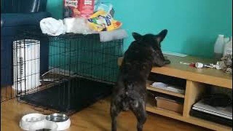 French Bulldog Stealing Dog Food 😂