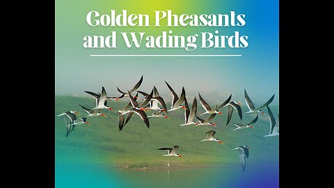 Eye Catching Bautiful Golden Pheasants and Wading Birds