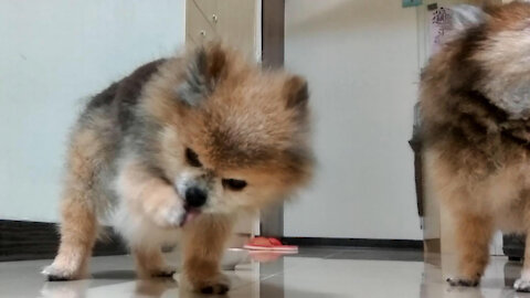 A lovely dog standing to wash his face