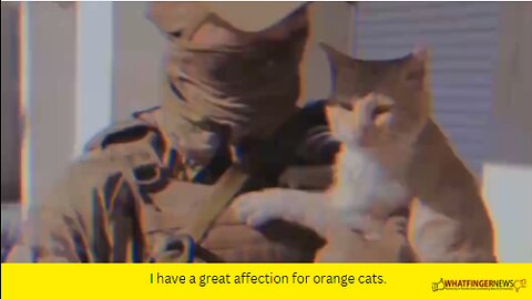 I have a great affection for orange cats.