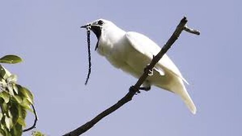 White bellbird: listen to the world's loudest bird call