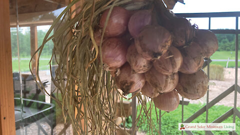 Drying and Storing Shallots