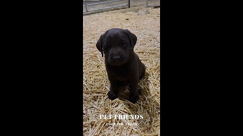 Silver and Chocolate Labs