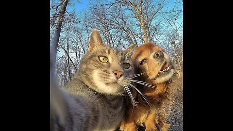 NEW FUNNY ANIMALS Ð FUNNIEST CATS AND DOGS VIDEOS ÐºÐ¶