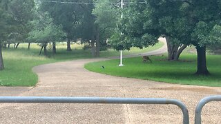 First Fawn seen