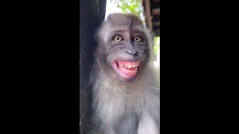 Monkey🐒🐒🐒smile 🐒🐒🐒🤣###Please subscribe ❤❤❤# Please follow❤