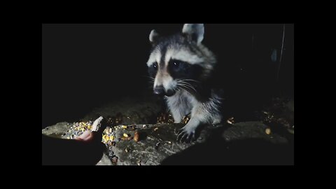 Feeding Mama Racoon