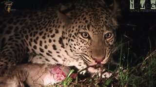 Leopard Eats Baby Bok