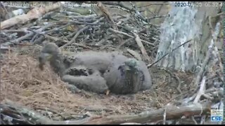 Hays Eagles H11 casts a pellet 2020 04 20 631am