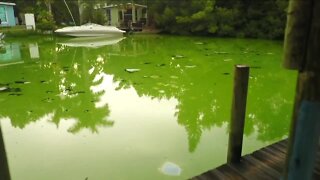 Thick layer of algae collecting in Cape Coral canal