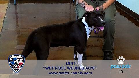 Paw Pals TV: "Wet Nose Wednesdays" featuring Mint now ready for adoption.