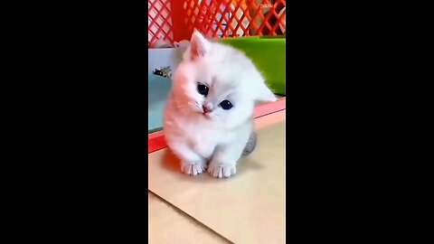 cute baby cat