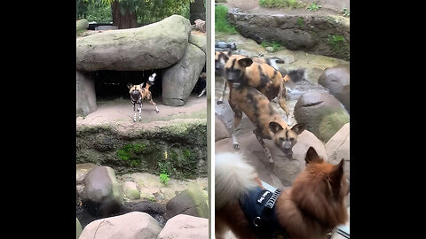 Wild Dogs see a Domesticated Dog