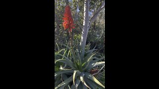 Aloe Flowers