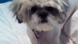 Dog with crazy hair gets comfy in bed